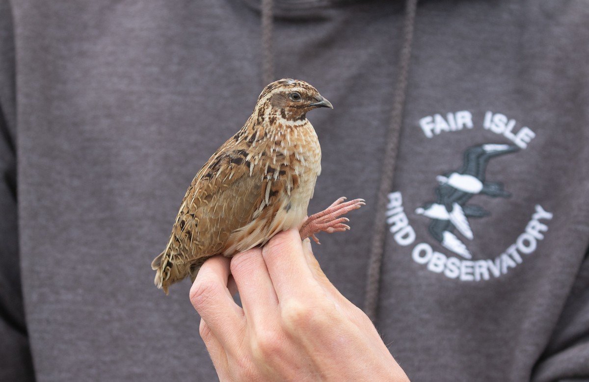 Common Quail - ML343653731