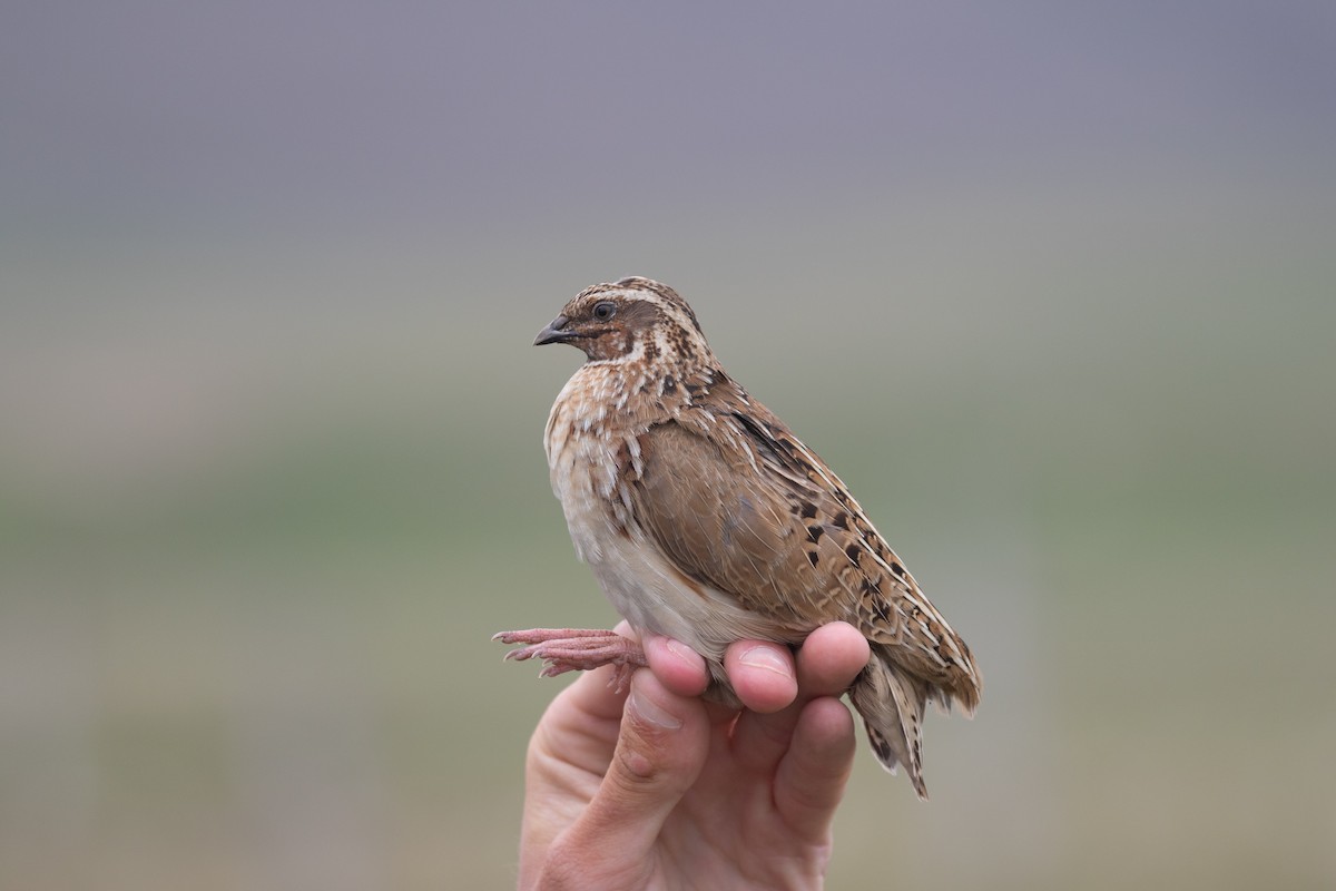 Common Quail - ML343653801