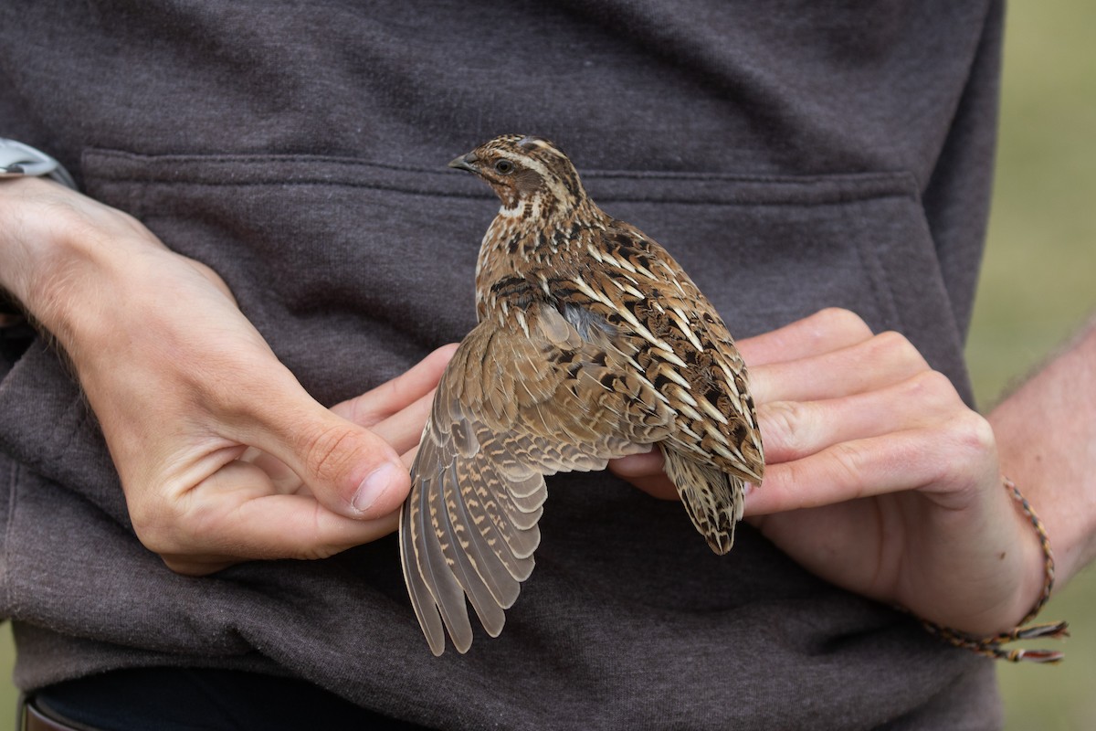 Common Quail - ML343653861