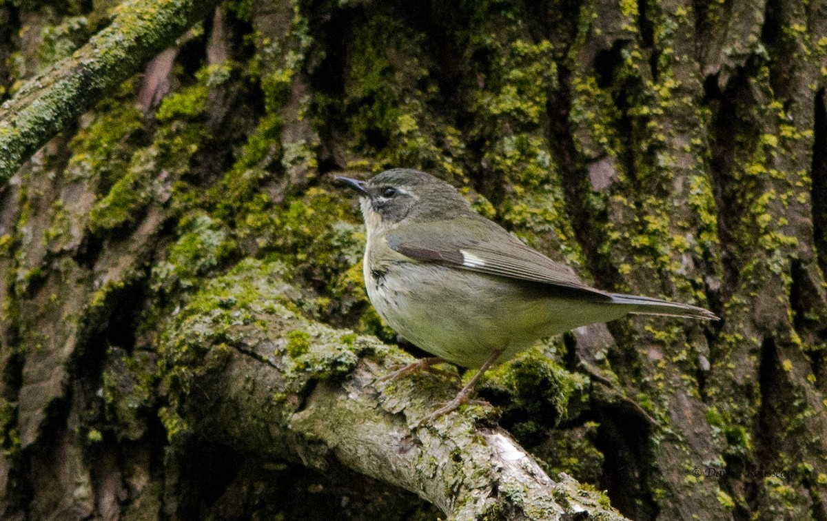 Paruline bleue - ML343654061