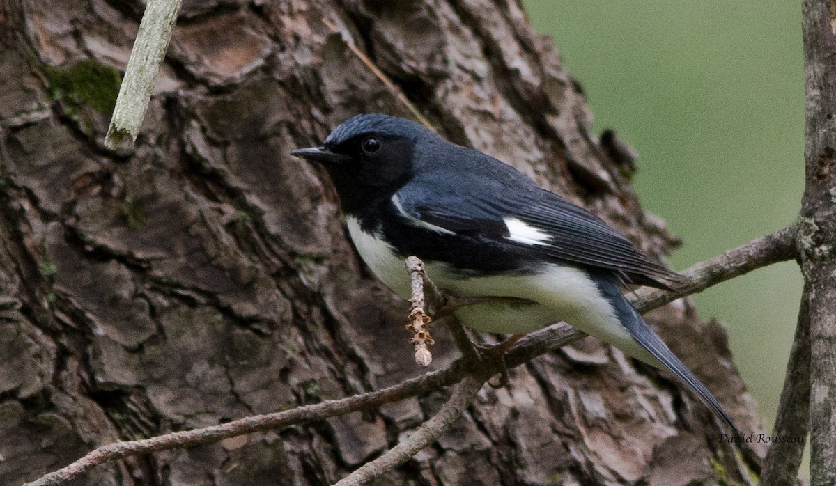 Black-throated Blue Warbler - ML343654071