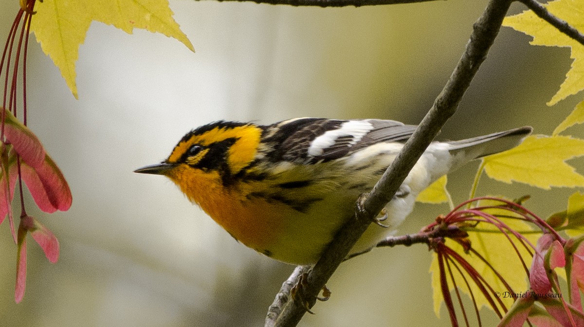 Blackburnian Warbler - ML343654211