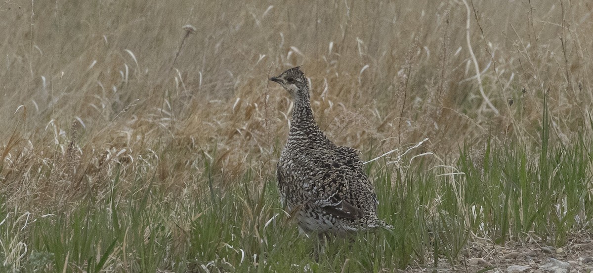 Sharp-tailed Grouse - ML343656191