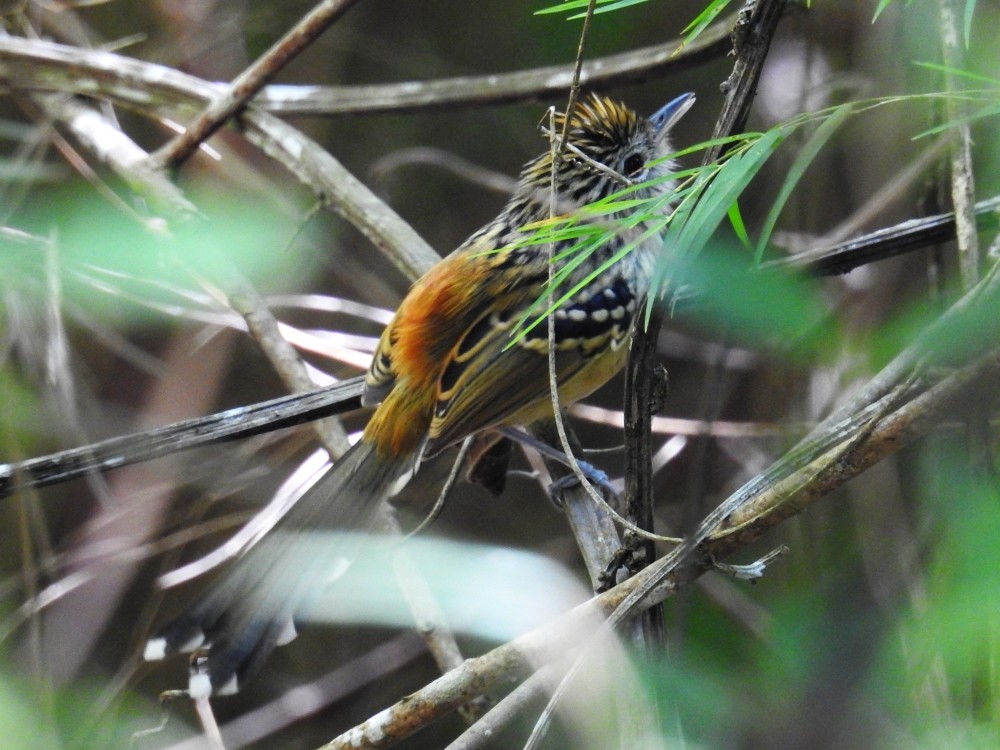 Klages's Antbird - ML343657181