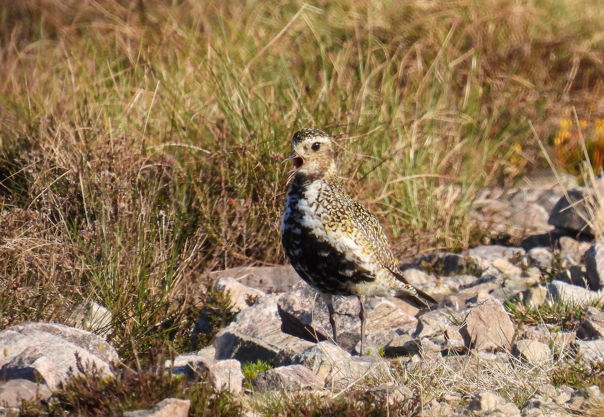 European Golden-Plover - Colin Leslie