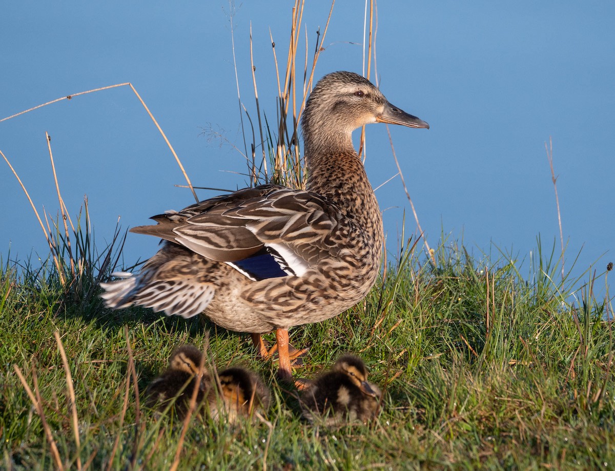 Mallard - Colin Leslie