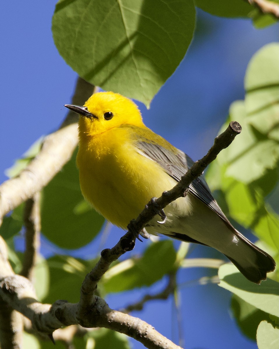 Prothonotary Warbler - ML343658501