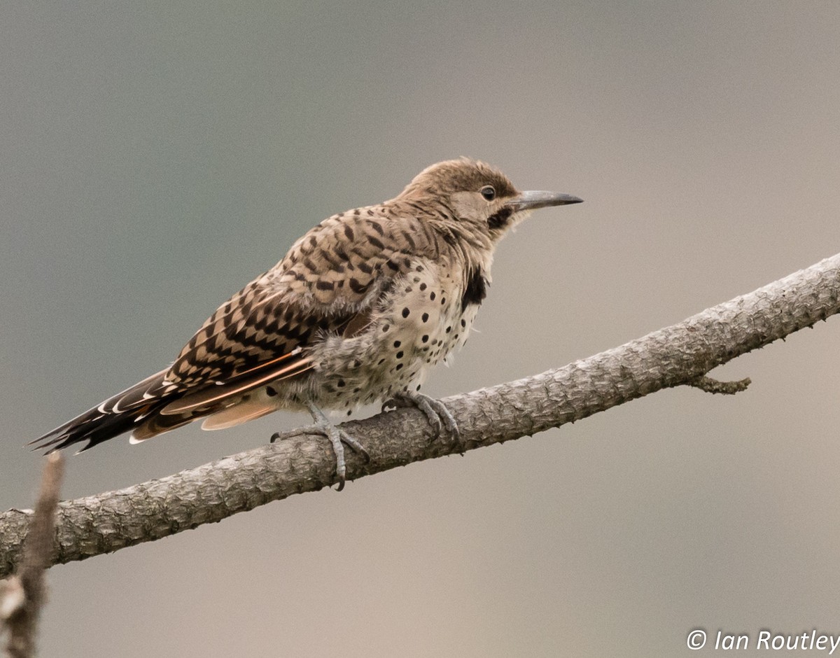 Northern Flicker (Yellow-shafted x Red-shafted) - ML34365851