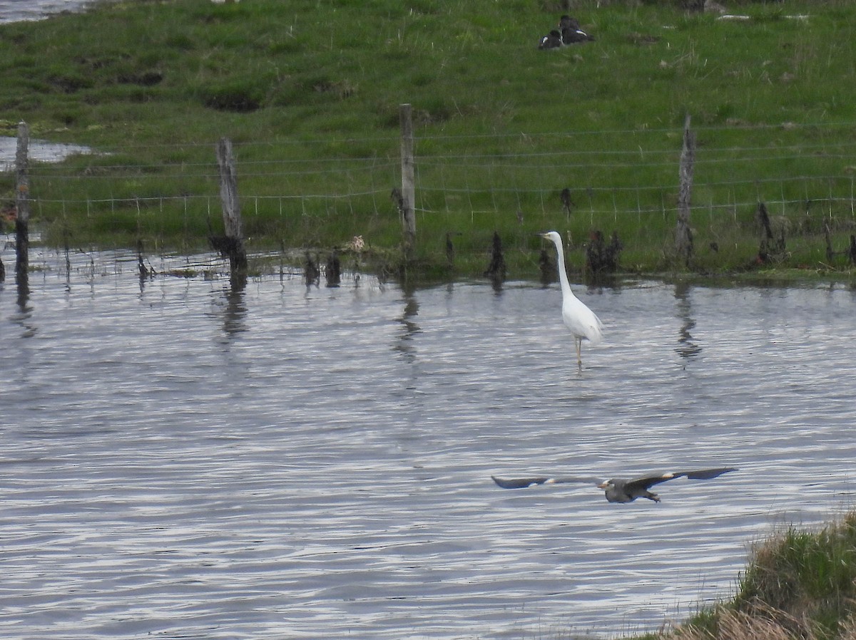 Great Egret - ML343659021