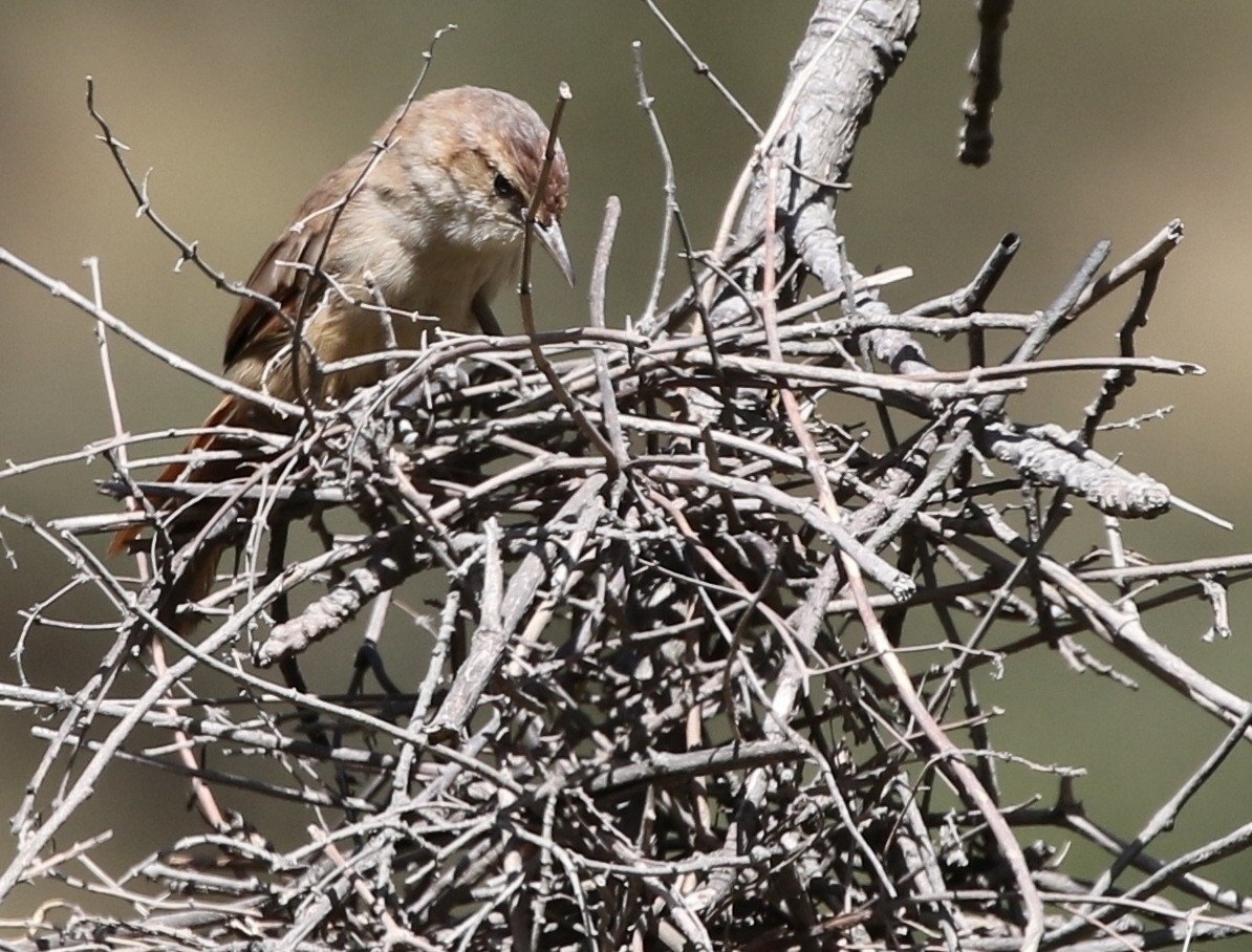 Streak-fronted Thornbird - ML343659041