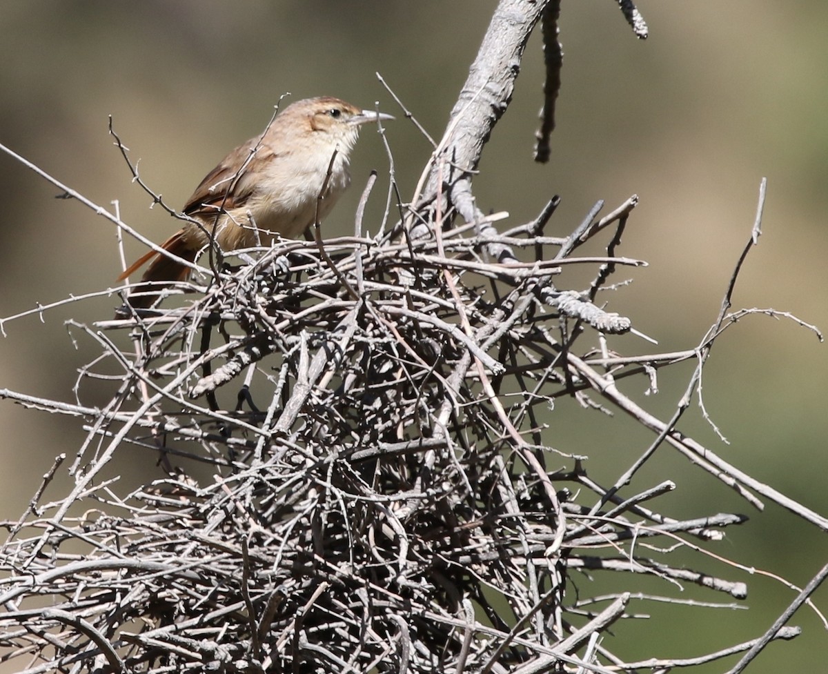 Streak-fronted Thornbird - ML343659111