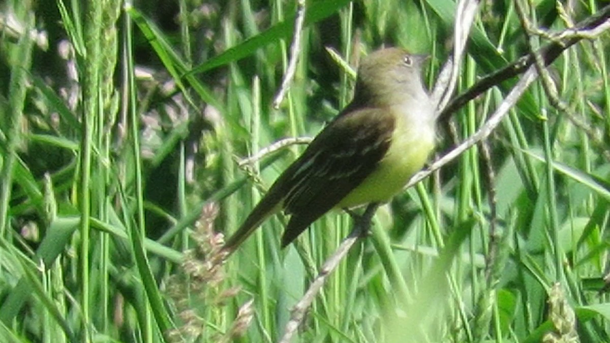 Great Crested Flycatcher - ML343659841