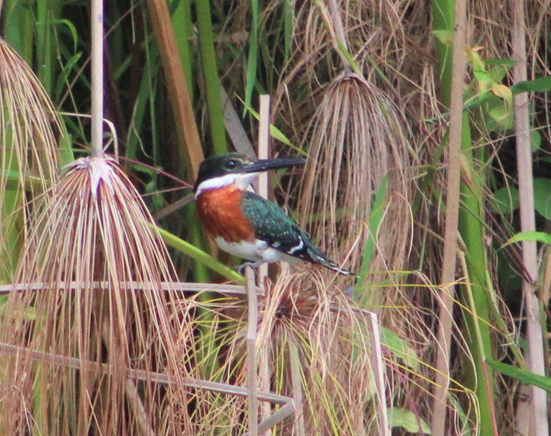 Martin-pêcheur vert - ML343660061