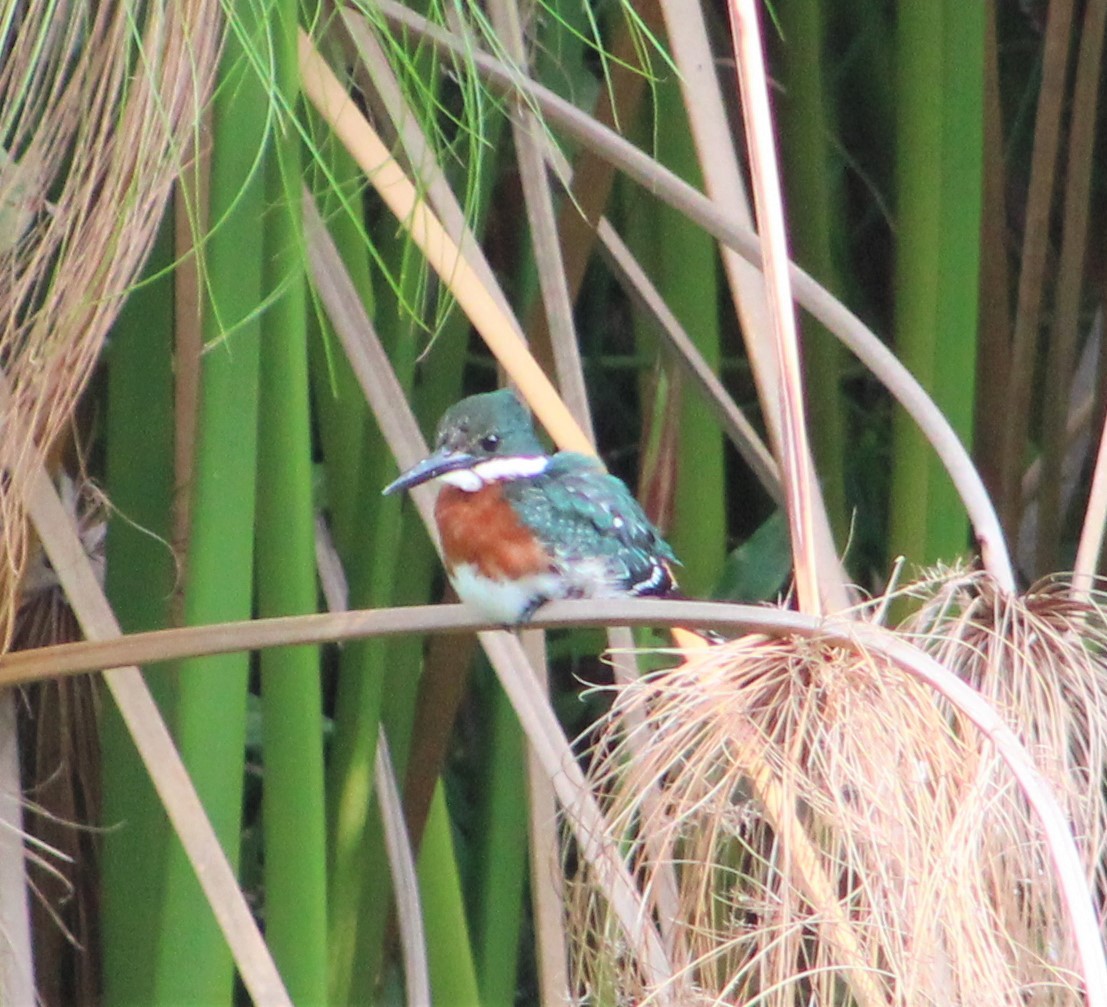 Martin-pêcheur vert - ML343660291