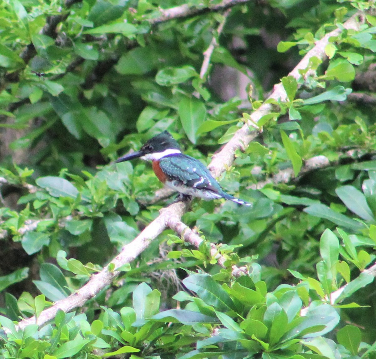 Green Kingfisher - ML343660361