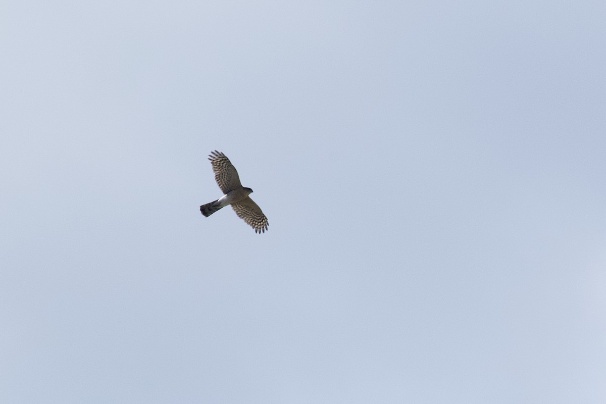 Sharp-shinned Hawk - ML343660781