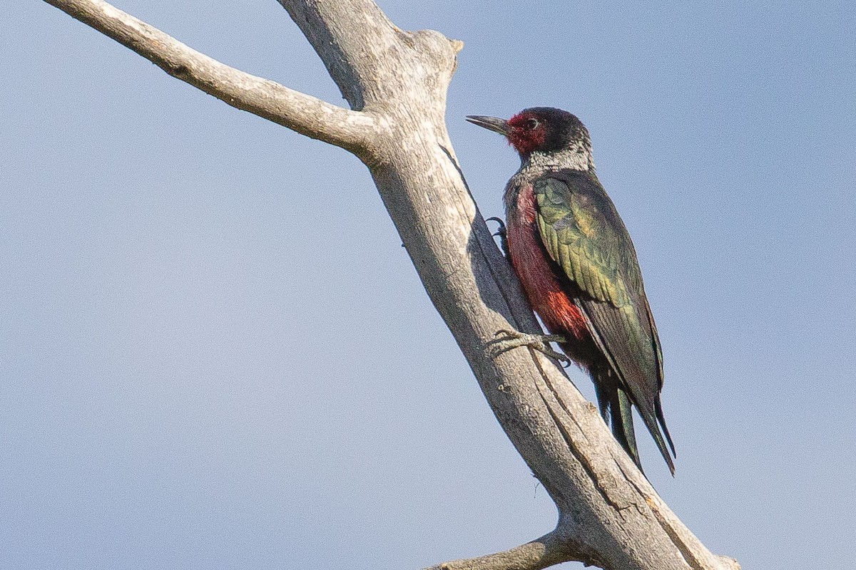 Lewis's Woodpecker - John Reynolds