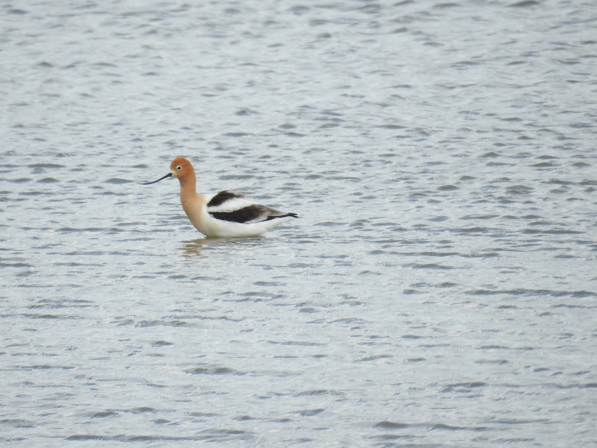 American Avocet - ML343662881