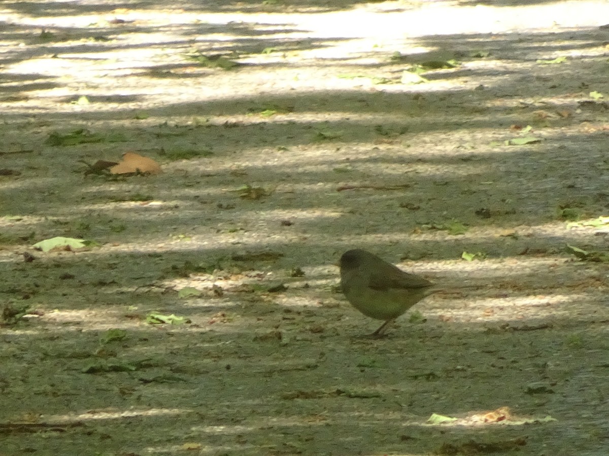 Dark-eyed Junco - ML343662961