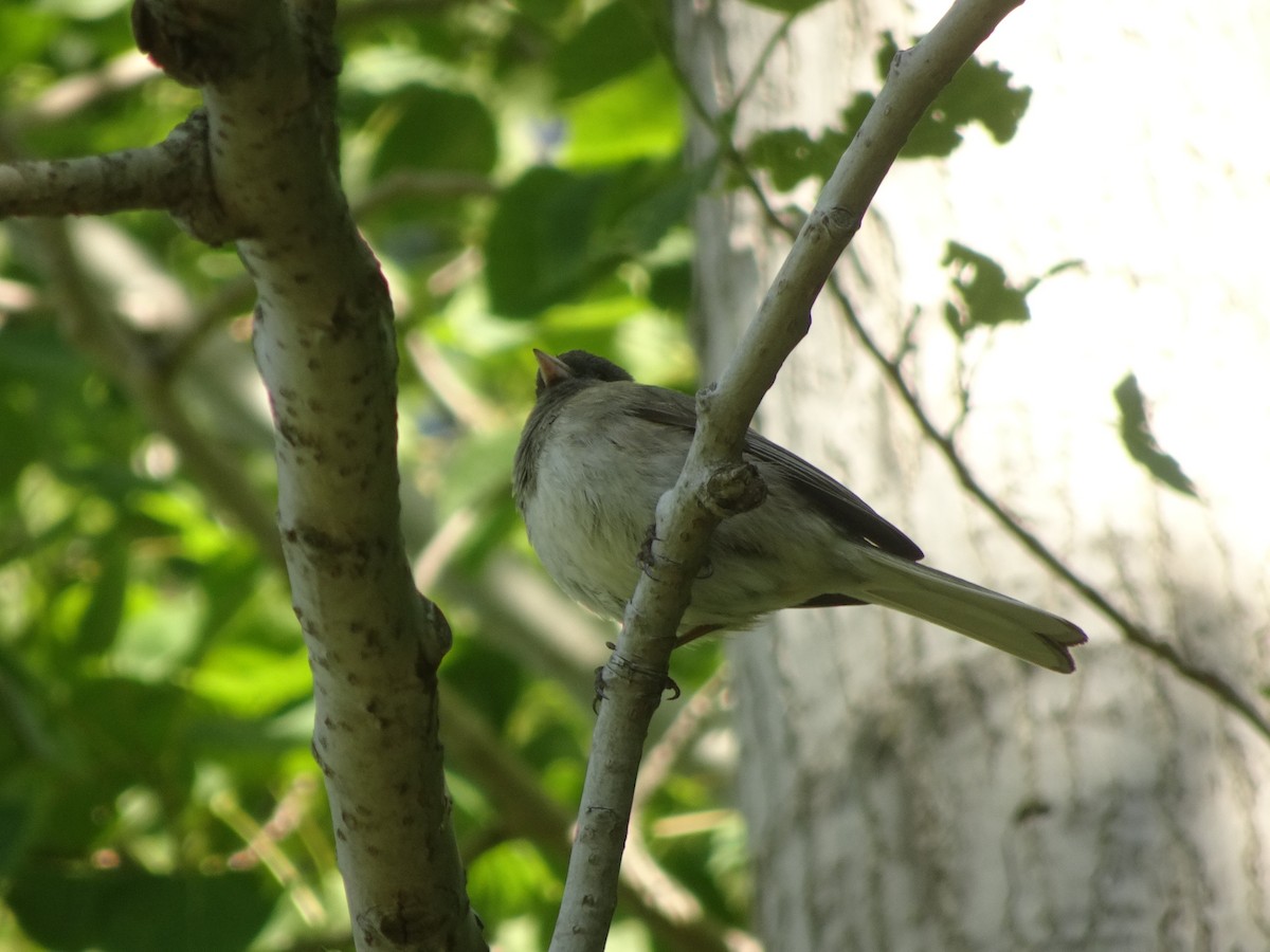 Dark-eyed Junco - ML343663011