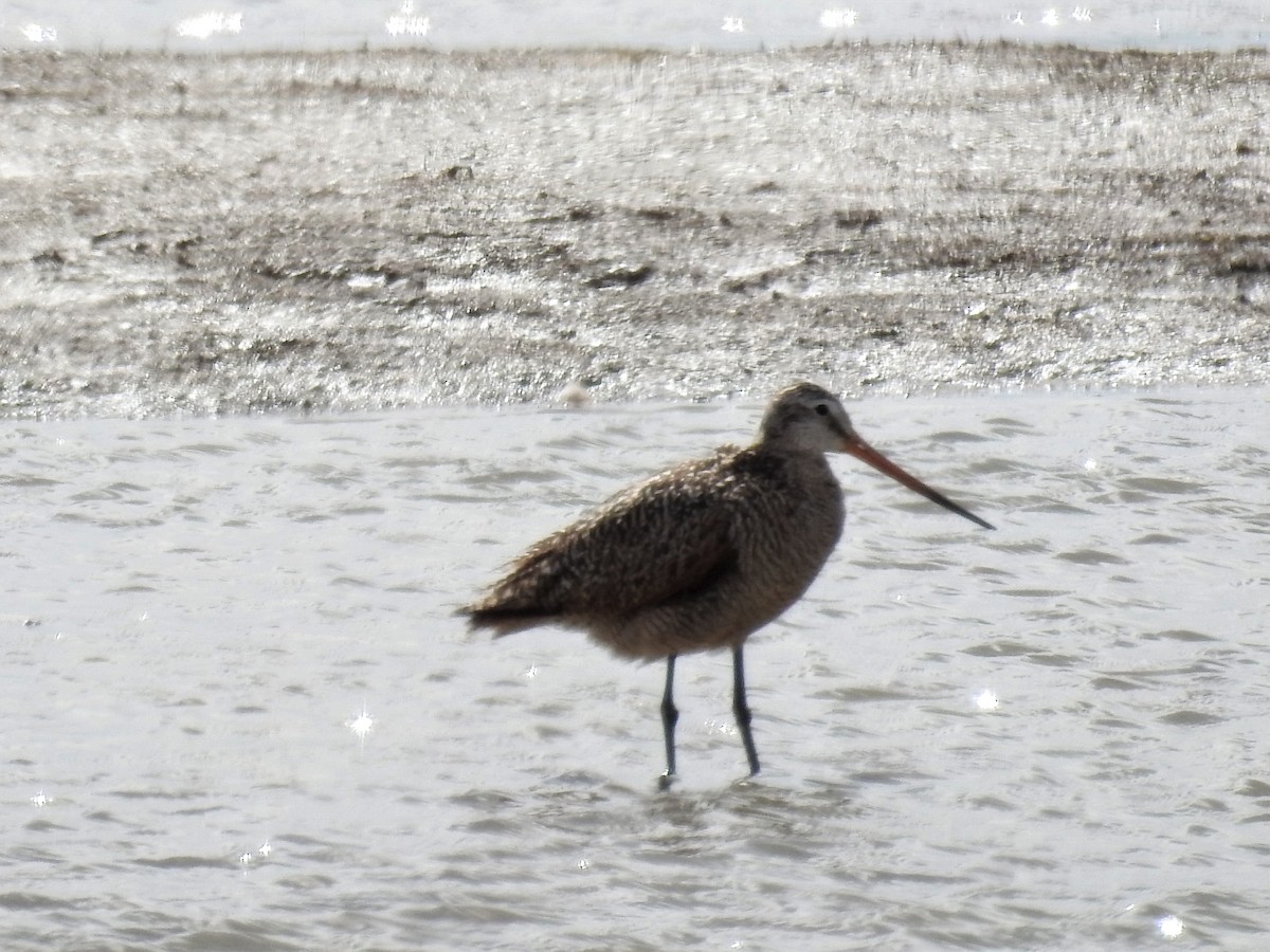 Marbled Godwit - ML343663031