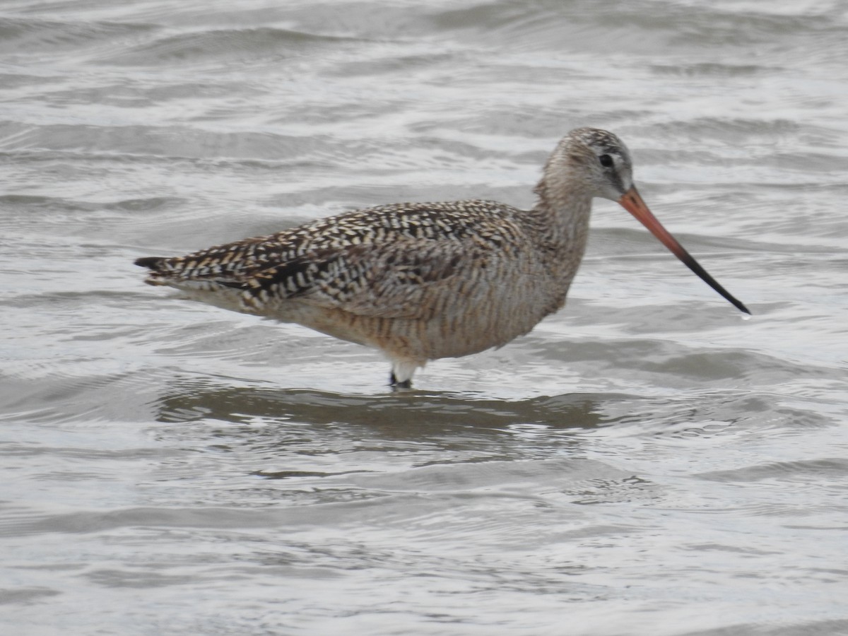 Marbled Godwit - ML343663081