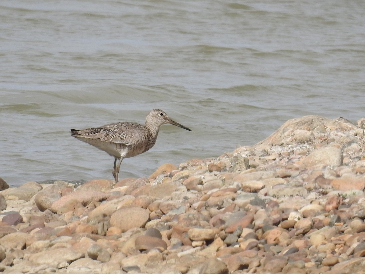 Willet - ML343663121