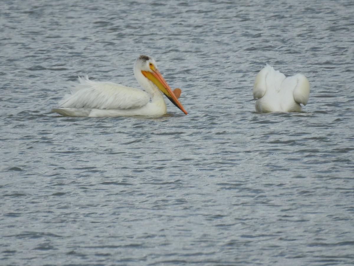 American White Pelican - ML343663211