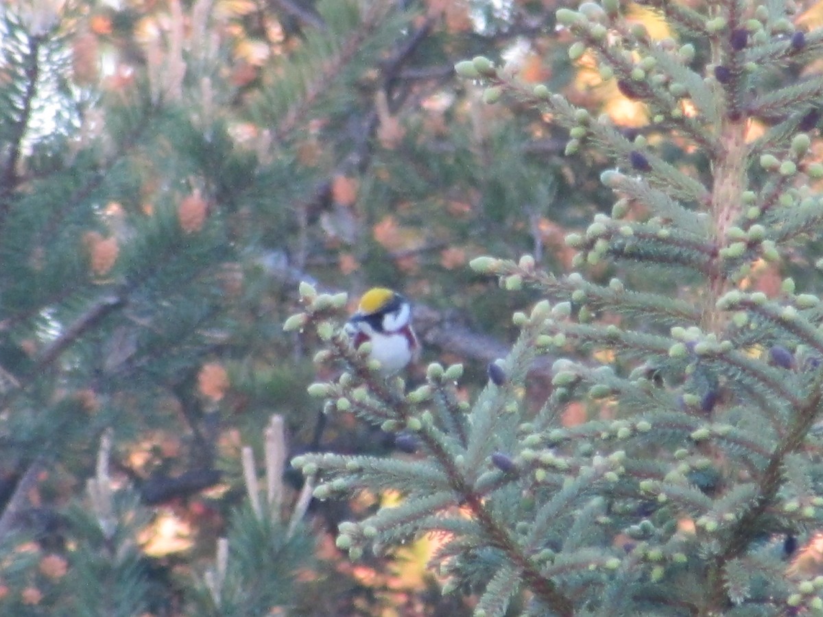 Рыжебокая древесница - ML343664191