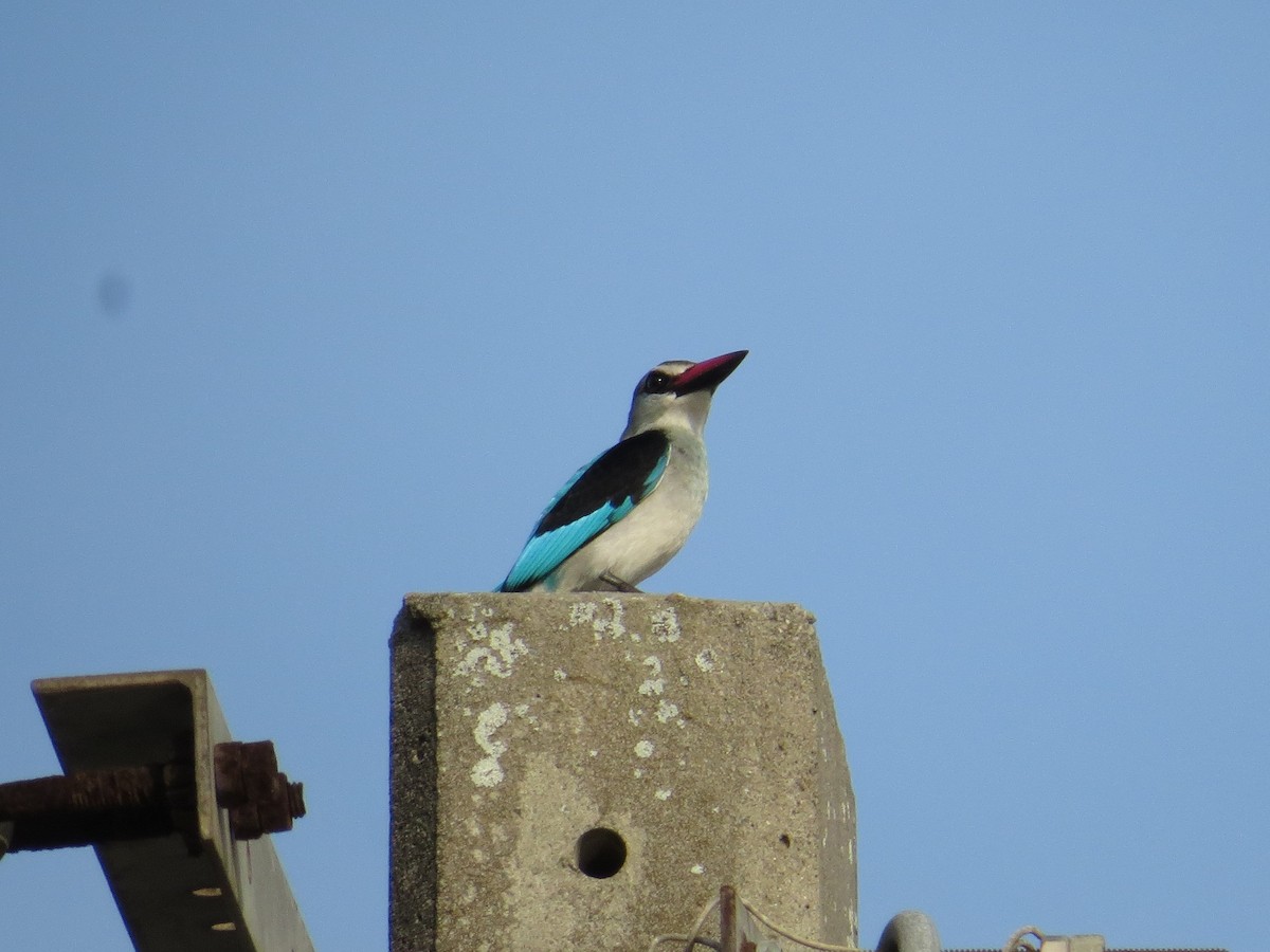 Woodland Kingfisher - ML343664951