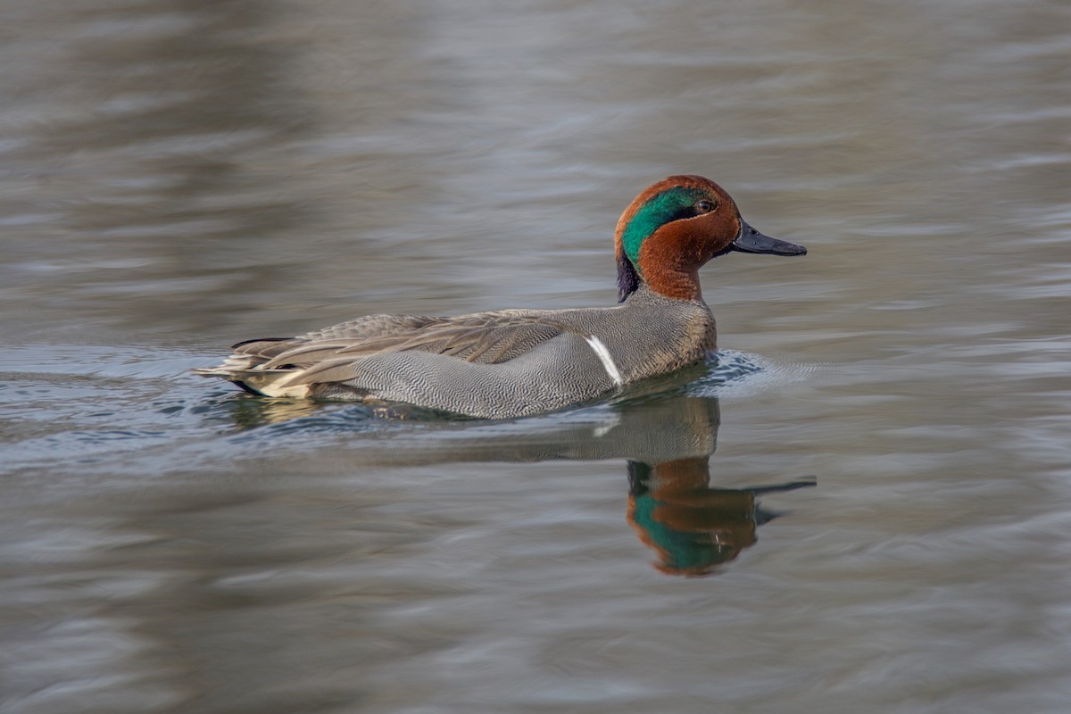 Green-winged Teal - ML343665181