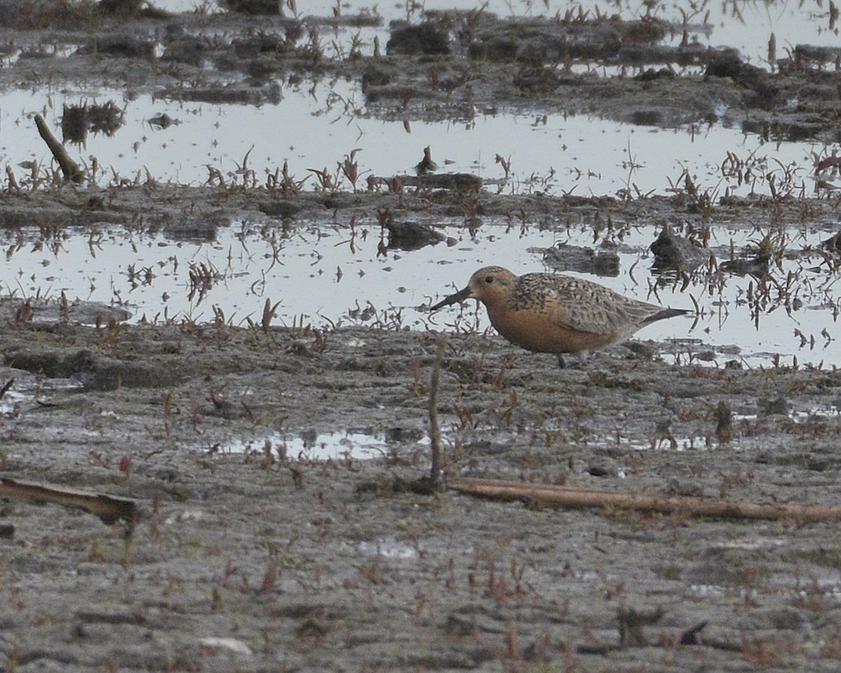 Red Knot - ML343665521