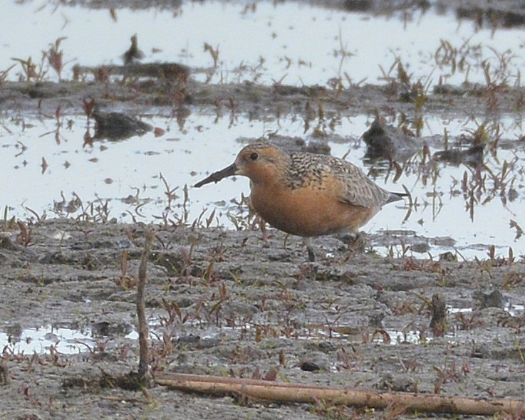 Red Knot - ML343665611