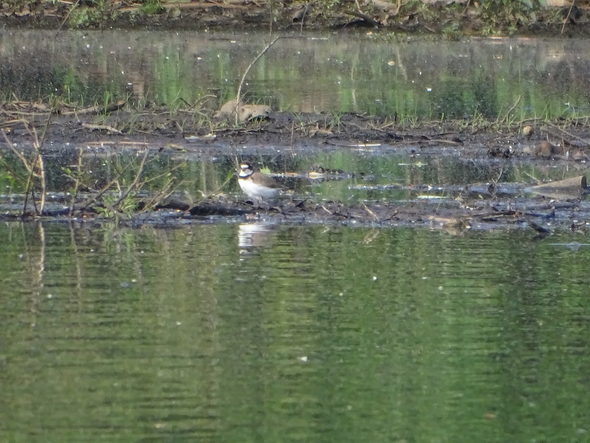 Semipalmated Plover - ML343666361