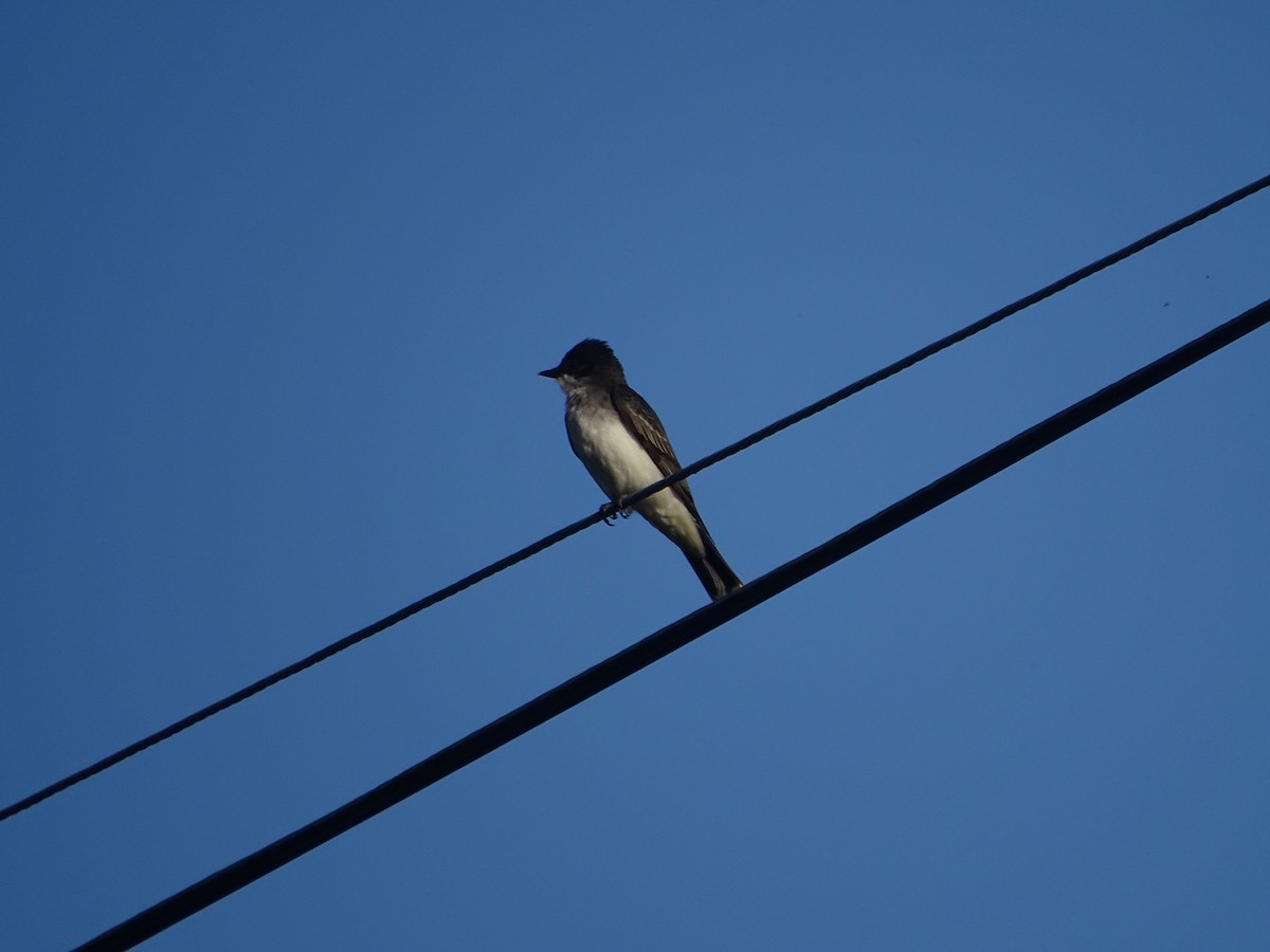 Eastern Kingbird - ML343666981