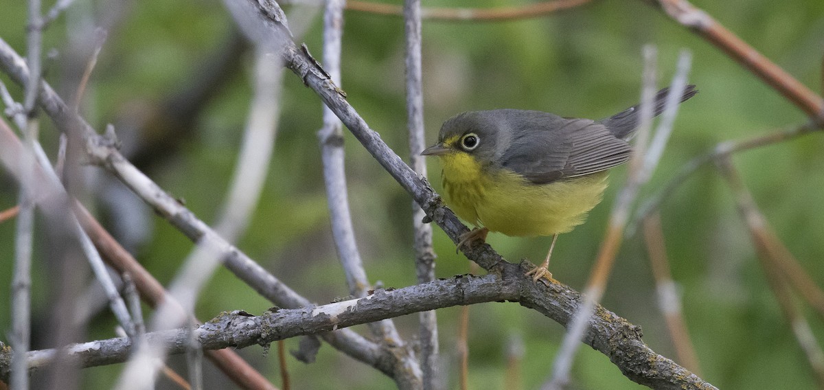 Canada Warbler - ML343668681