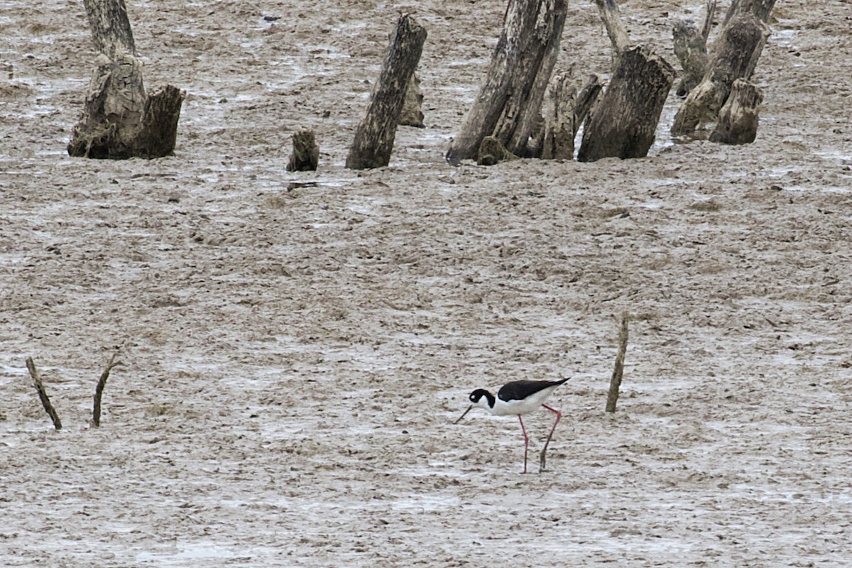 Black-necked Stilt - ML343668751