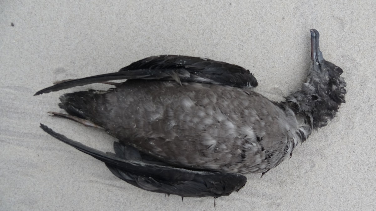 Sooty Shearwater - ML343671111