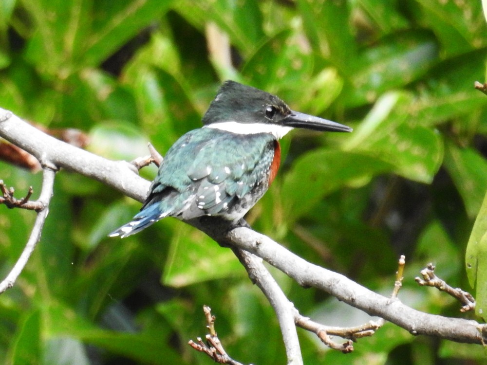 Green Kingfisher - ML343672281