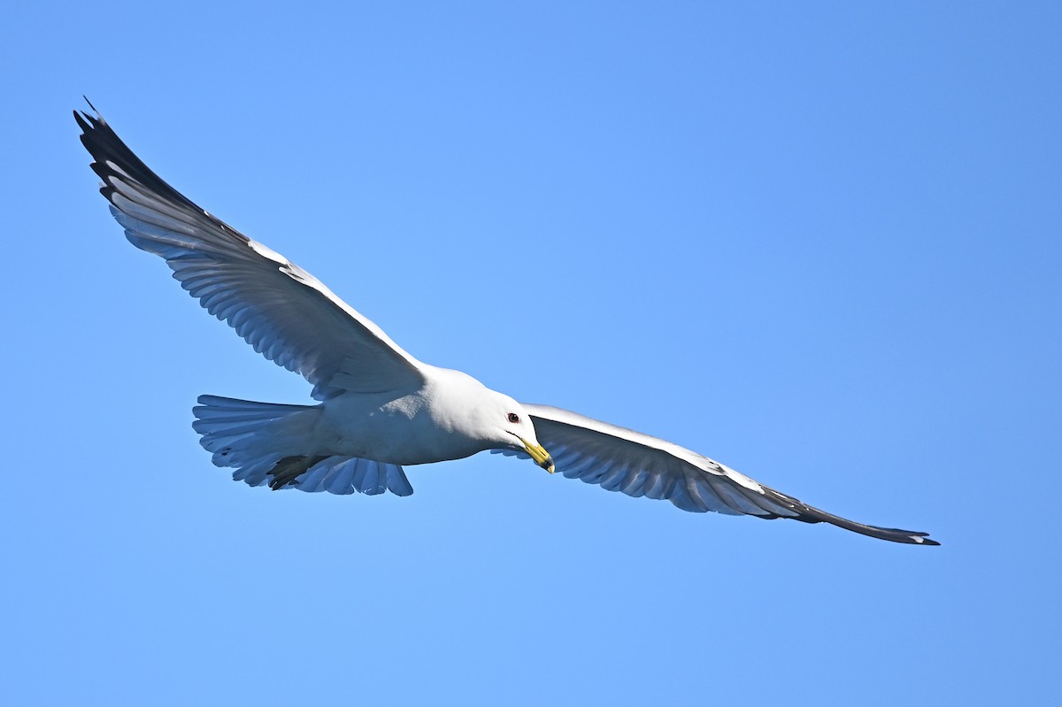 Ring-billed Gull - ML343672811