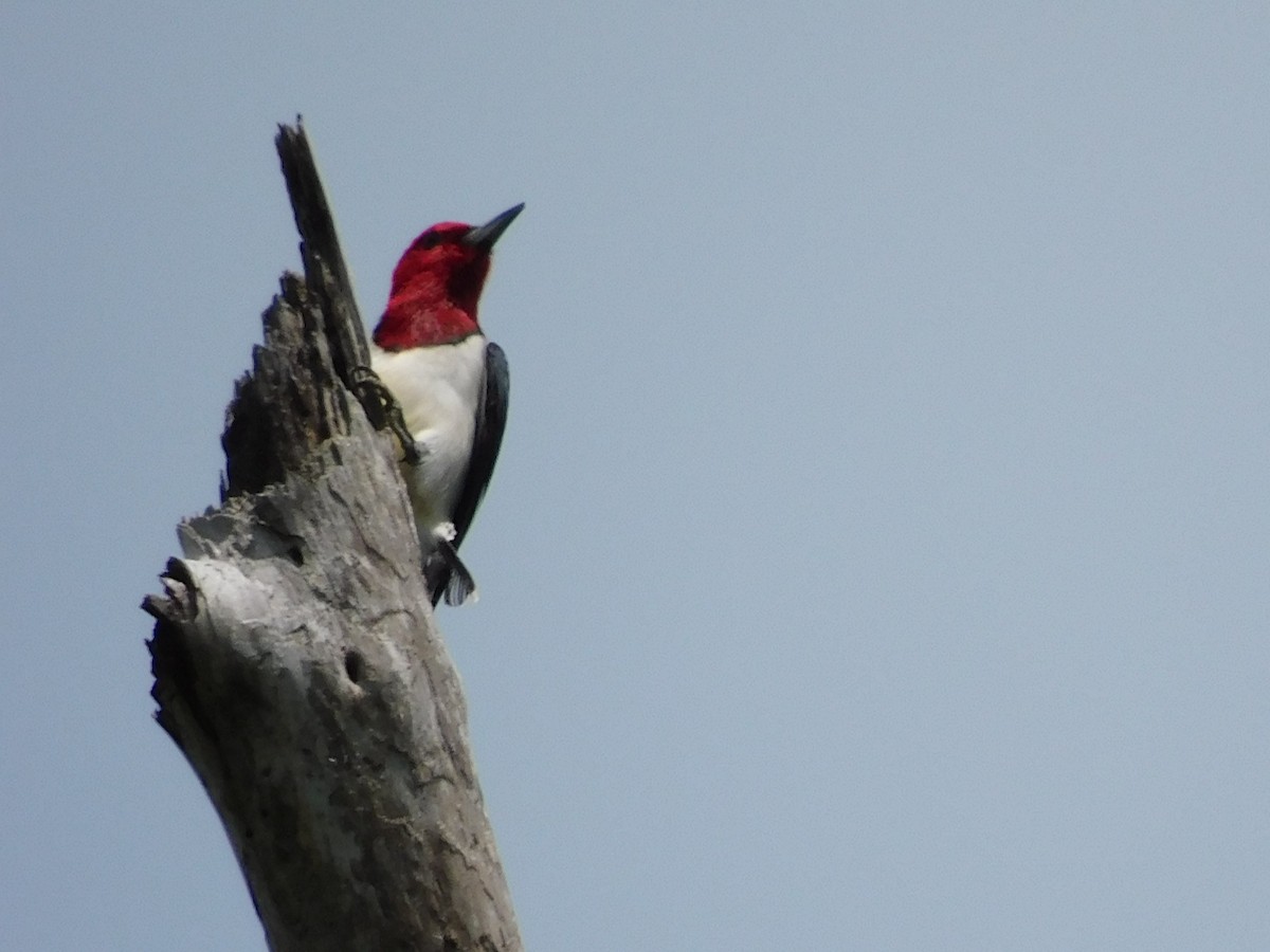 Red-headed Woodpecker - Lotta Crabtree