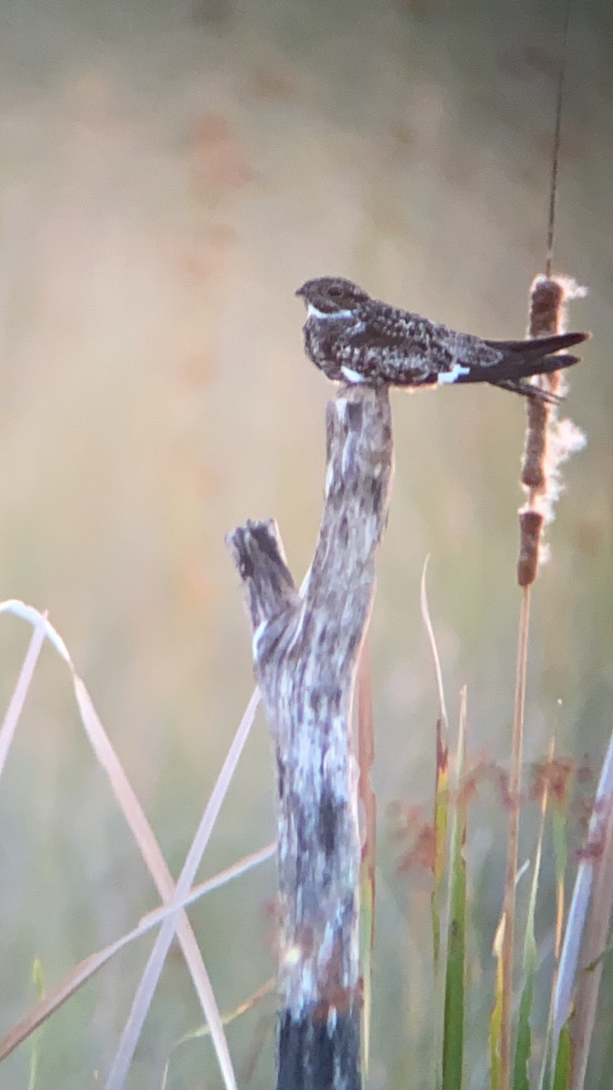 Common Nighthawk - ML343674561