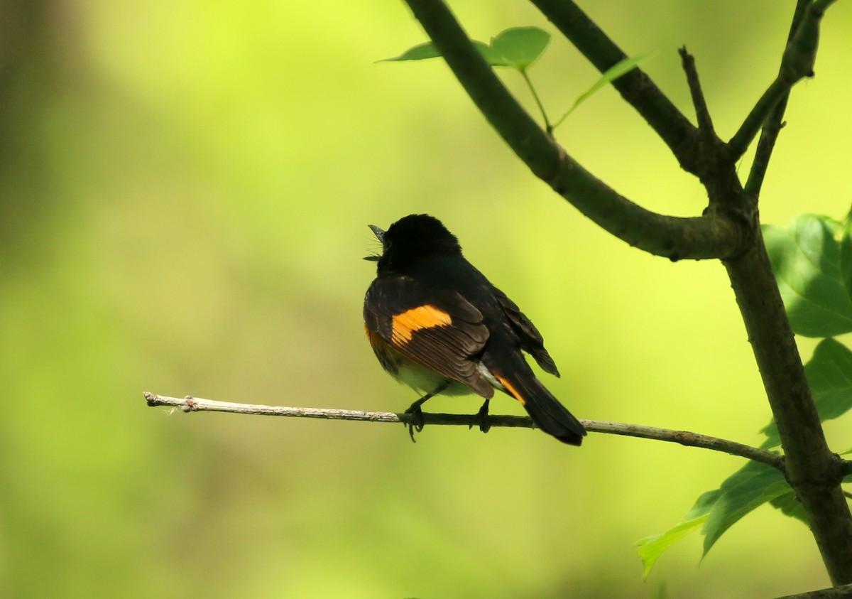 American Redstart - ML343674871