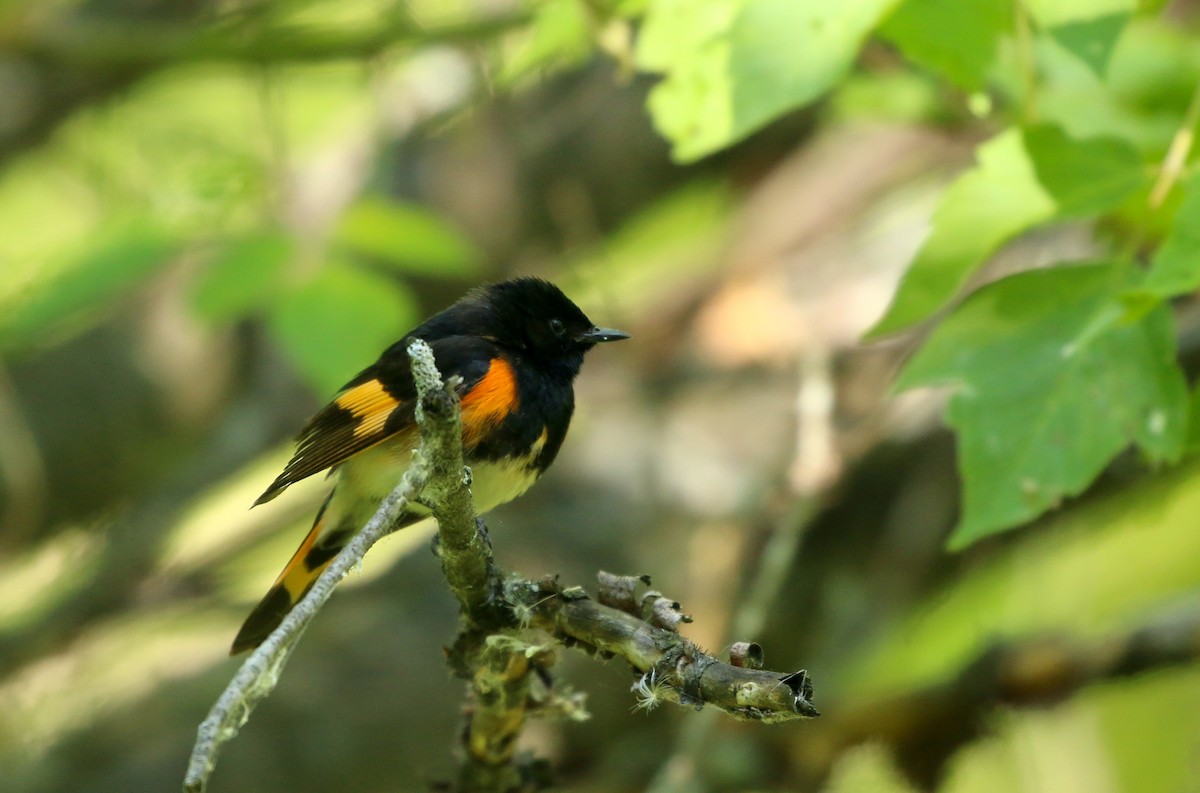 American Redstart - ML343674881