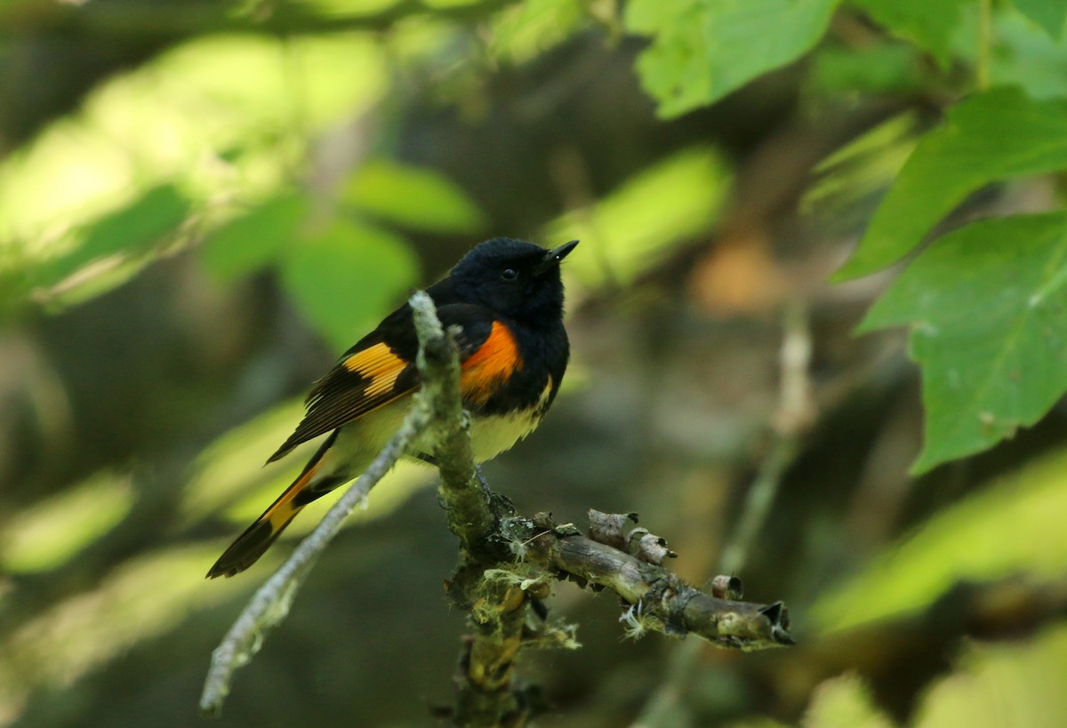 American Redstart - Danièle Laprise