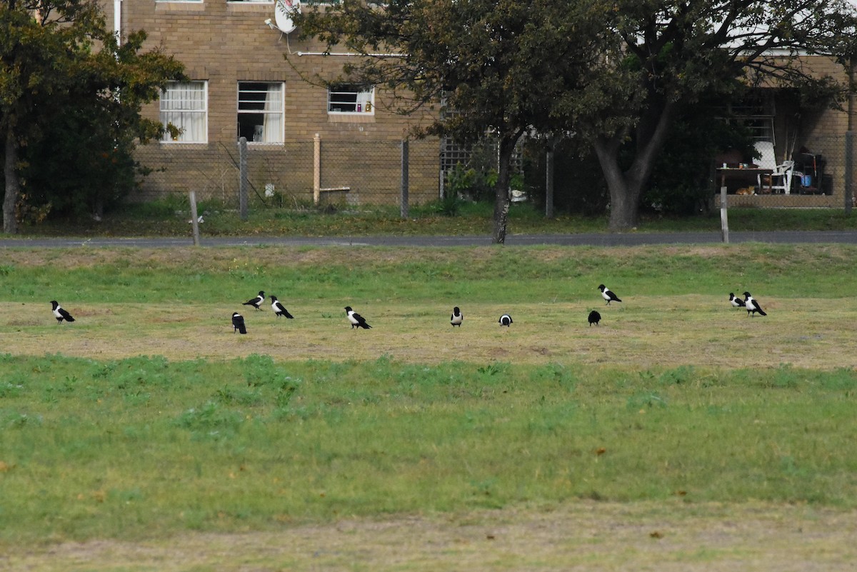 Pied Crow - ML343675191