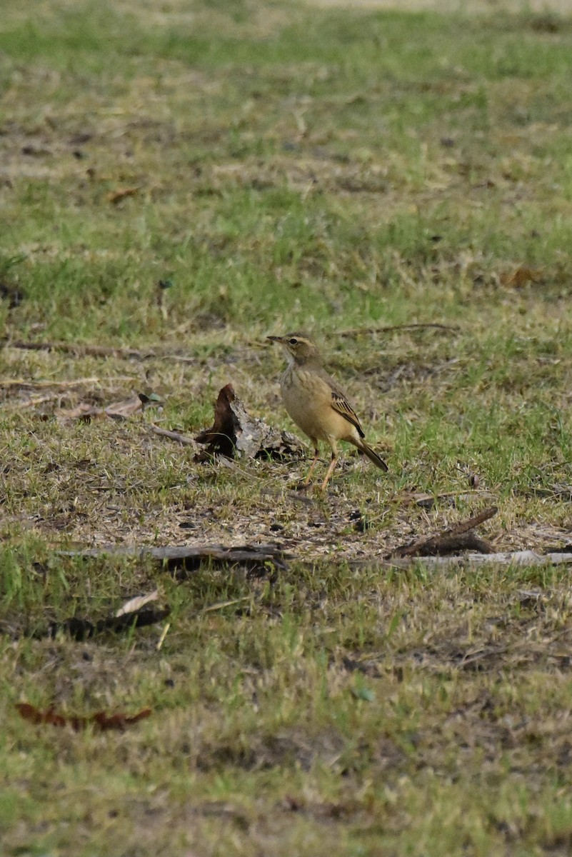 Plain-backed Pipit - Bruce Niland