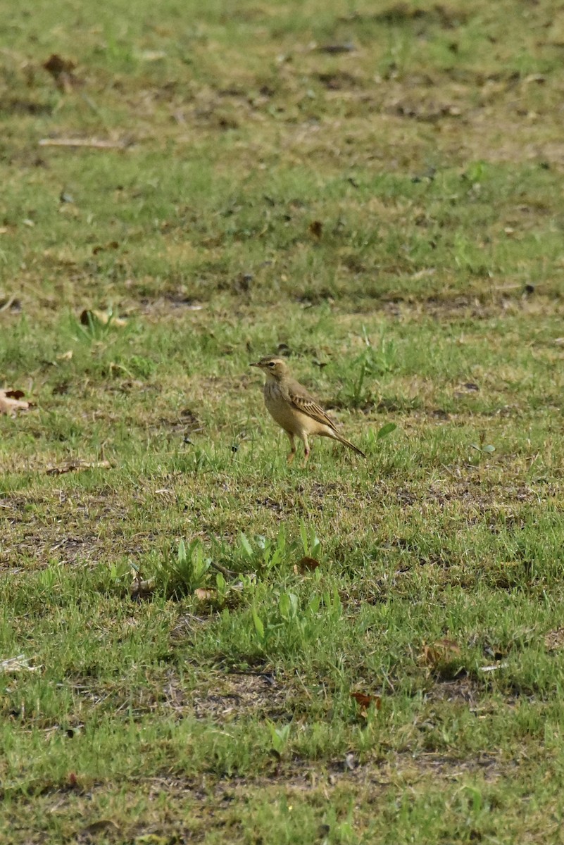 Plain-backed Pipit - Bruce Niland