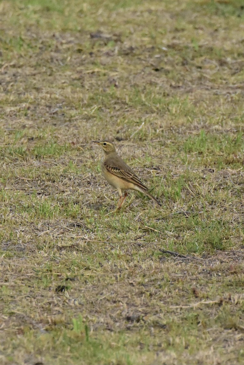 Plain-backed Pipit - ML343675441