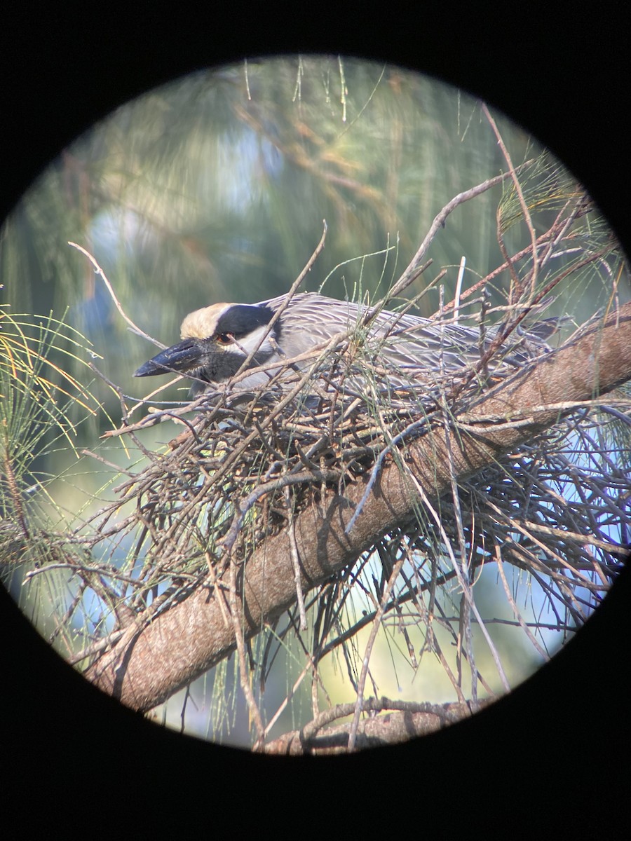 Yellow-crowned Night Heron - ML343675891